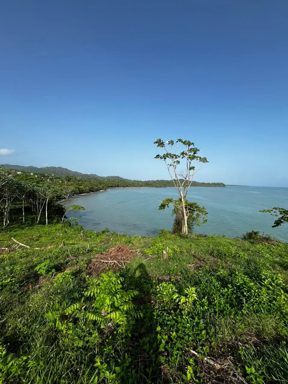 Un árbol solitario en lo alto de la ladera, con la curva de la bahía y la costa arbolada detrás