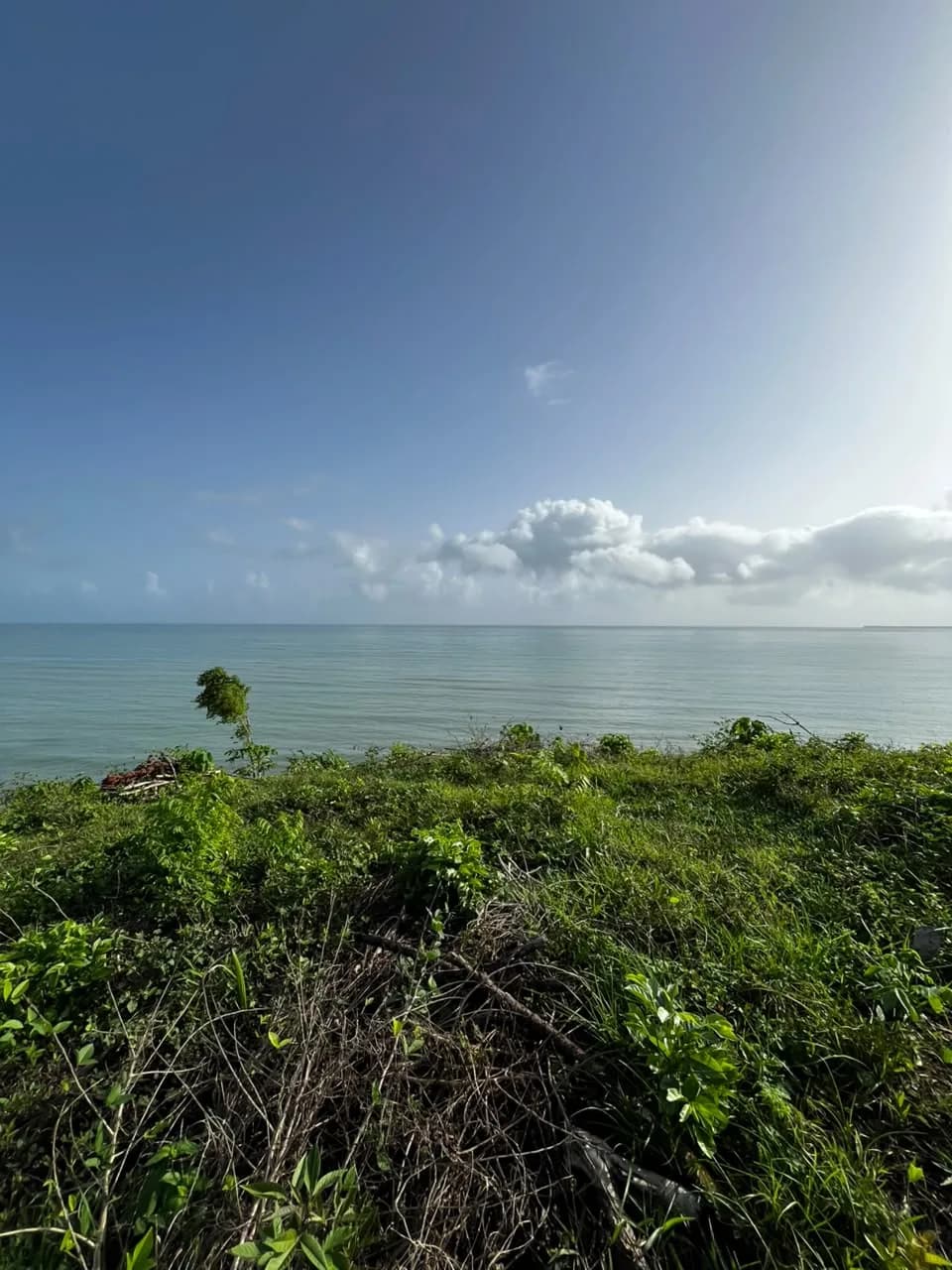 El horizonte del mar desde la cima, con vegetación baja en primer plano